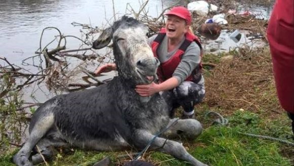 Măgarul care zâmbeşte cu gura până la urechi, după ce a fost salvat de la indundaţii. Fotografia a devenit virală – Galerie Foto