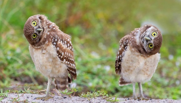 20 de fotografii superbe, în care natura ne priveşte fix în ochi  – Galerie Foto