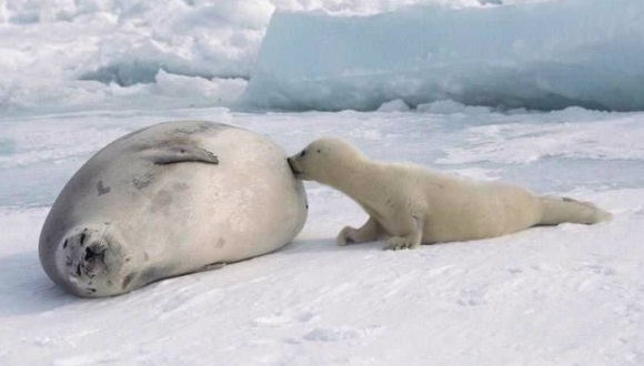 20 de fotografii adorabile, cu animale gestante – Galerie Foto