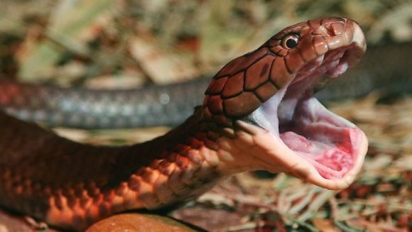 Şerpii australieni au fost surclasaţi. Care sunt acum cei mai periculoşi şerpi din lume