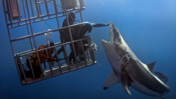 Moment unic în adâncul oceanului: un scafandru a atins pe nas un rechin din specia Marele Alb