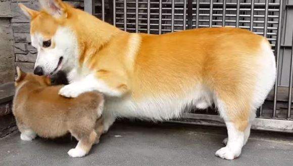 Marele Corgi îl învaţă pe micul Corgi cum să stea jos – VIDEO