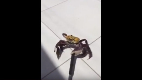 Cel mai înfiorător animal din lume? Un crab care se apară cu un cuţit, după ce a fost gata pregătit de gătit – VIDEO