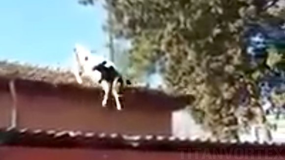 Vaca ce iubeşte sporturile extreme – a sărit de pe acoperiş, direct în grajd! Ce căuta acolo?! VIDEO