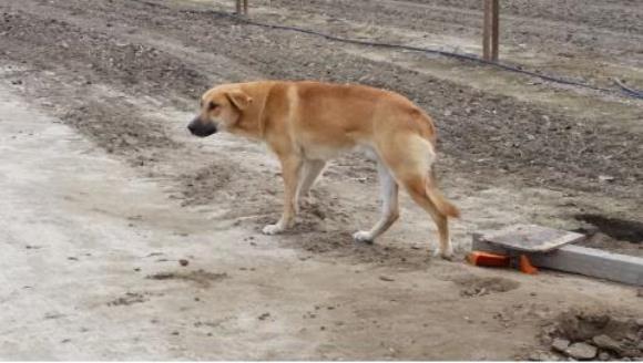 A salvat de la moarte un câine abandonat şi a trimis un mesaj cutremurător stăpânilor