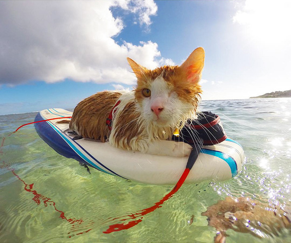 Povestea emoţionantă a pisicuţei cu un singur ochi, care iubeşte să înoate în Hawaii – (Galerie Foto)