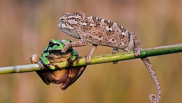 10 fotografii perfecte cu animale. Nu veţi crede că nu sunt modificate în Photoshop – Galerie Foto