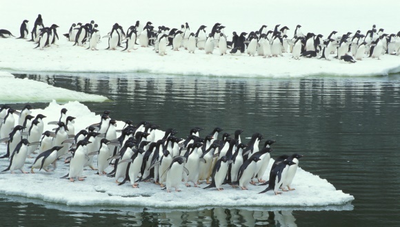 150000 de pinguini au pierit, din cauza unui iceberg