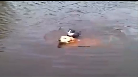 Incredibil, dar adevărat! Un câine salvează o pisică de la moarte – VIDEO