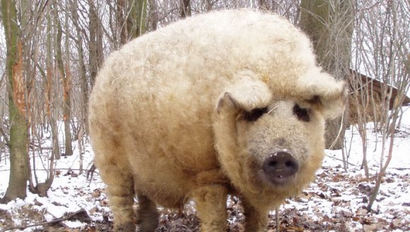 Cei mai ciudaţi porci? Arată ca nişte oi şi se comportă ca nişte câini – Galerie Foto