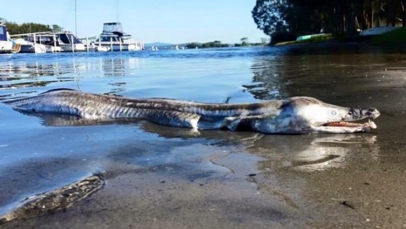 Monstru marin, eşuat pe o plajă din Australia. Despre ce este vorba