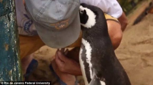 Un pinguin înoată anual 8000 de km, pentru a-l vedea pe omul care i-a salvat viaţa (Galerie Foto)