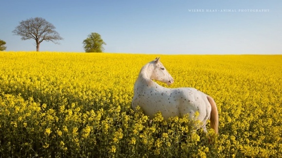 Cei mai frumoși cai din lume – 16 fotografii care vă vor convinge de grandoarea cabalinelor – Galerie Foto