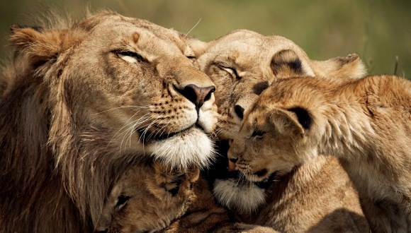 Portret de familie: Cele mai emoționante fotografii cu animale – Galerie Foto