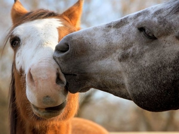 16 animale drăgălașe, care nu își mai pot ascunde sentimentele (Galerie foto)