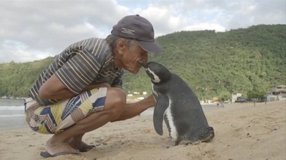 Un pinguin înoată anual 8000 de km, pentru a-l vedea pe omul care i-a salvat viaţa – Galerie Foto