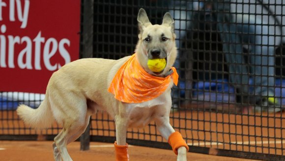 Cei mai simpatici „băieţi de mingi“ dintr-o competiţie de tenis