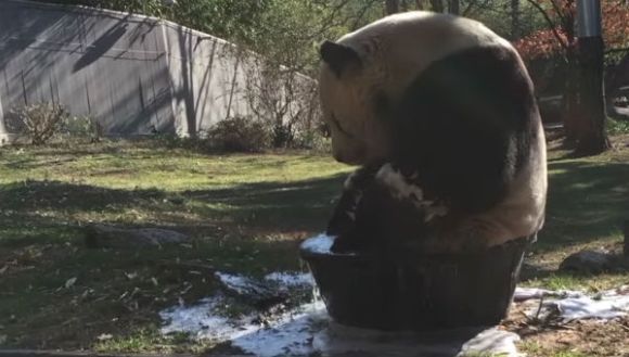 Urs panda, surprins la bălăceală într-un lighean muuuult prea mic – VIDEO