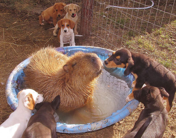 De ce animalele iubesc capibara atât de mult? (Galerie Foto)