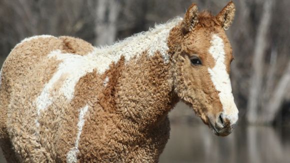 18 animale pe care le vei invidia pentru “părul” lor creț – Galerie Foto