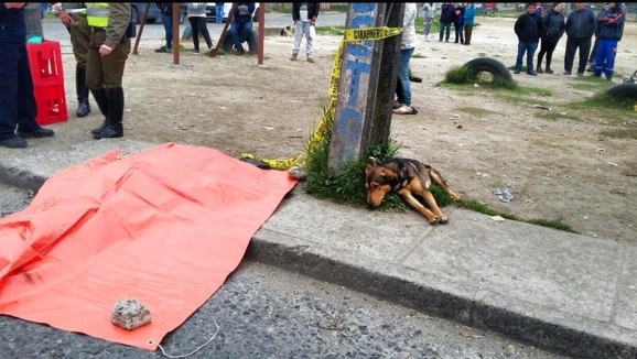 Un câine loial plânge moartea stăpânului său, ucis într-un accident rutier. Imaginea a frânt inimile oamenilor