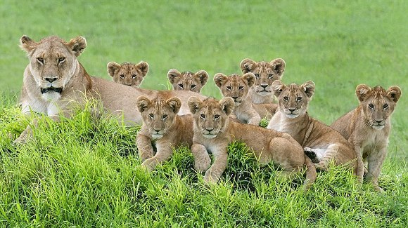 Portretul perfect de familie: cum a fost fotografiată o leoiacă, alături de 8 pui – Galerie foto