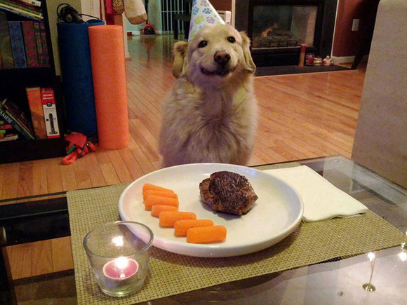 Happy birthday! – 20 cele mai simpatice petreceri aniversare ale animalelor (Galerie Foto)