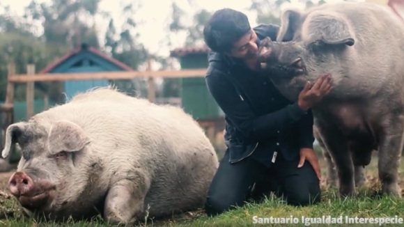 Cei mai râzgâiați porci giganți: iubesc îmbrățișările omului care i-a salvat de la moarte – VIDEO