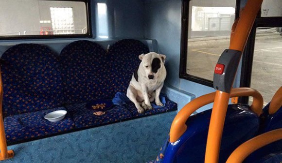 Impresionant: câine abandonat în autobuz, reunit cu familia lui