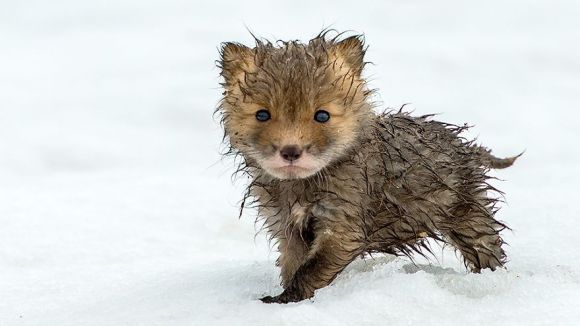 Cei mai drăgălași pui de vulpe din lume. Sunt prea adorabili ca să credem că sunt adevărați – Galerie Foto