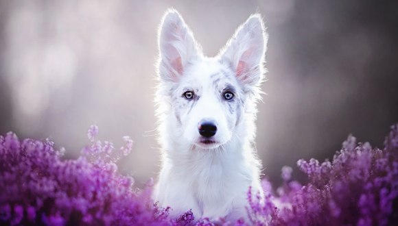 Fotografii fascinante cu patrupezi canini. Cine este autoarea (Galerie Foto)