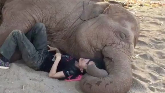 Se cuibărește lângă elefant, pentru a-l face să se simtă în siguranță – VIDEO emoționant