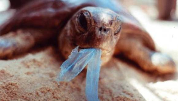 Oceanele, puse în pericol inclusiv de plasticul “biodegradabil”.  Până în anul 2050, oceanele planetei vor conţine mai mult plastic decât peşti