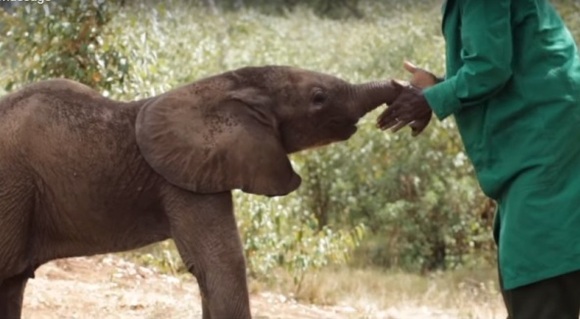 Un pui de elefant orfan primește un binemeritat masaj la trompă – VIDEO