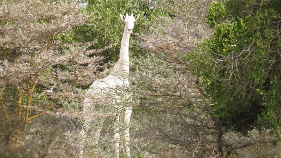 Apariție foarte rară: o girafă albă a fost surprinsă în Kenya – Galerie Foto