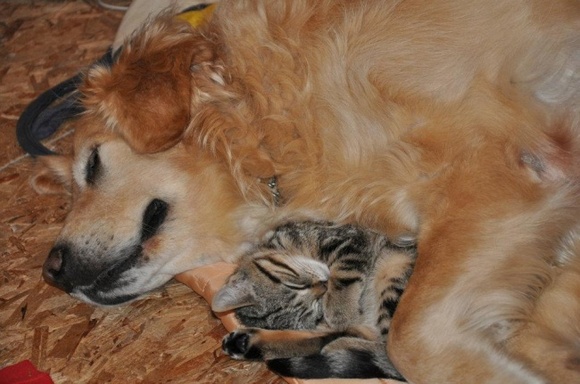 20 de fotografii care ne arată cât de adorabilă poate fi prietenia dintre câini și pisici (Galerie Foto)