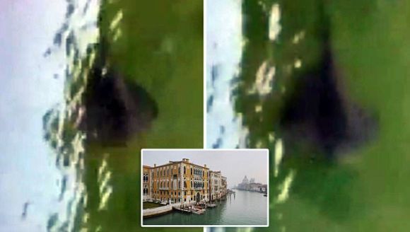 O creatură misterioasă creează panică în Veneția, după ce a fost filmată înotând în apele unui canal