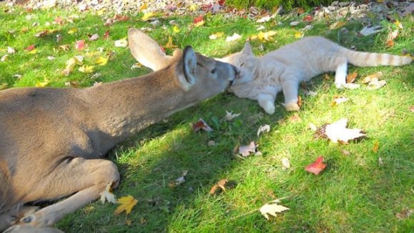 O mâță primește în fiecare dimineața vizite de la prietena ei, căprioara – Galerie foto adorabilă