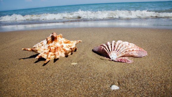 Scoicile din oceane se dizolvă. Care este cauza