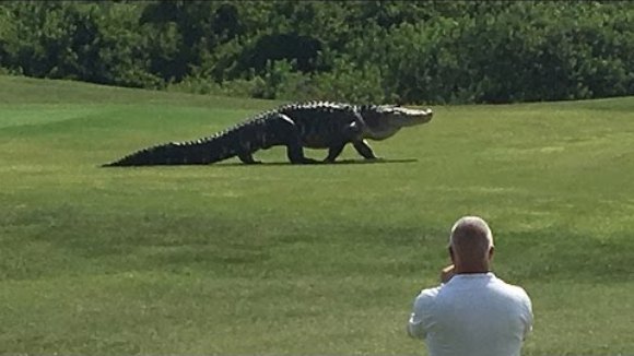 Aligator uriaș, la plimbare pe un teren de golf din Florida – VIDEO