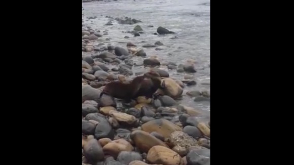 Doi adorabili lei de mare se sărută, înainte de a fi din nou eliberați în mare – VIDEO adorabil