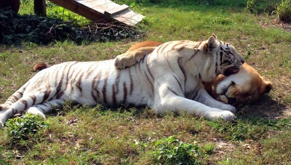 Un leu și o tigresă își trăiesc frumoasa poveste de iubire, după ce au reușit să scape împreună de la zoo – Galerie Foto