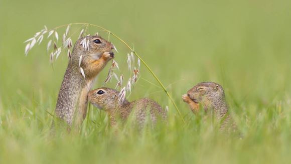 A reuşit să surprindă fotografii magice cu marmotini – Galerie Foto