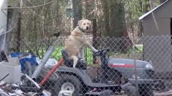 Cel mai cool câine din lume: a întrerupt o transmisiune în direct, stând la volanul unei mașini de tuns iarba – VIDEO