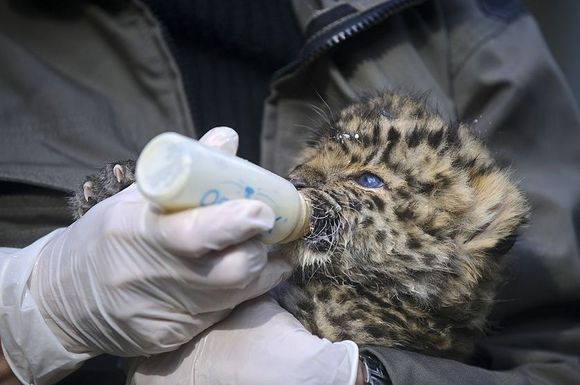 Fotografii adorabile cu animăluțe care beau lăptic din… biberon (Galerie Foto)