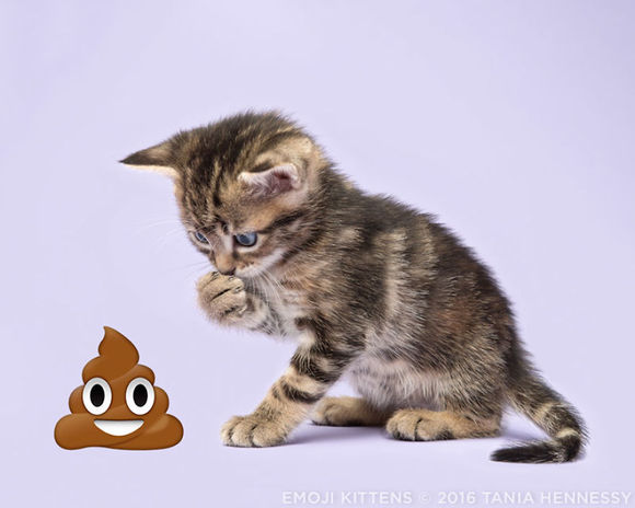 Emoji kittens: a fotografiat pisicuțe și le-a alăturat în mod ilar unor emoji extrem de populare (Galerie foto)