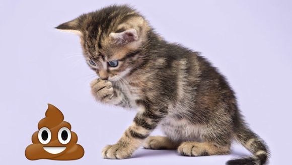 Emoji kittens: a fotografiat pisicuțe și le-a alăturat în mod ilar unor emoji extrem de populare – Galerie foto