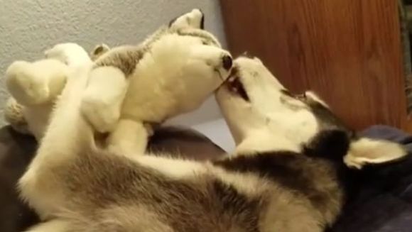 “De ce nu te joci cu mine???” Un husky e disperat că jucăria lui nu reacționează în niciun fel – VIDEO