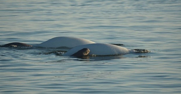 Pui de balenă Beluga, salvat de un copil – (Galerie Foto)