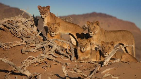 A murit cea mai cunoscută familie de lei din Namibia. Au fost otrăviţi